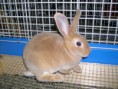 /album/les-races-de-lapins/rex-lynx-jpg/